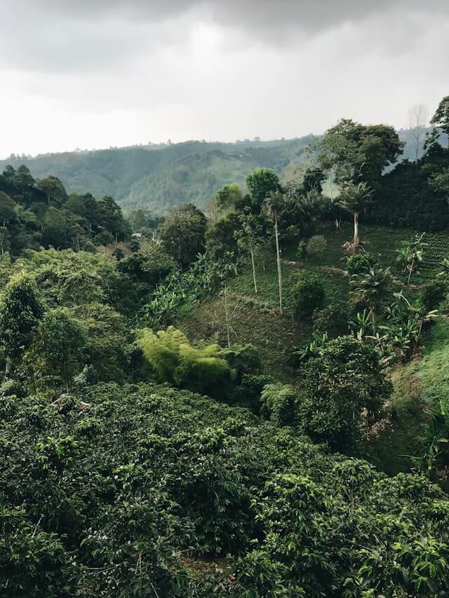 Ethiopian Coffee Farm in Sheka Forest
